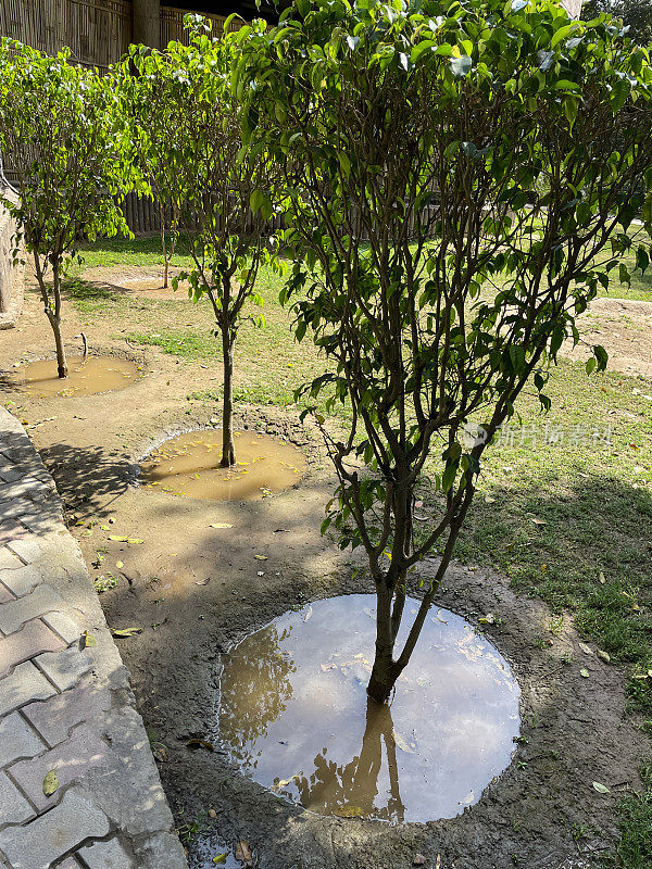 花园小径的形状铺路石排列着一排浇水过多的盆栽哭泣无花果(Ficus benjamina)在水坑，排水差的草坪，重点在前景